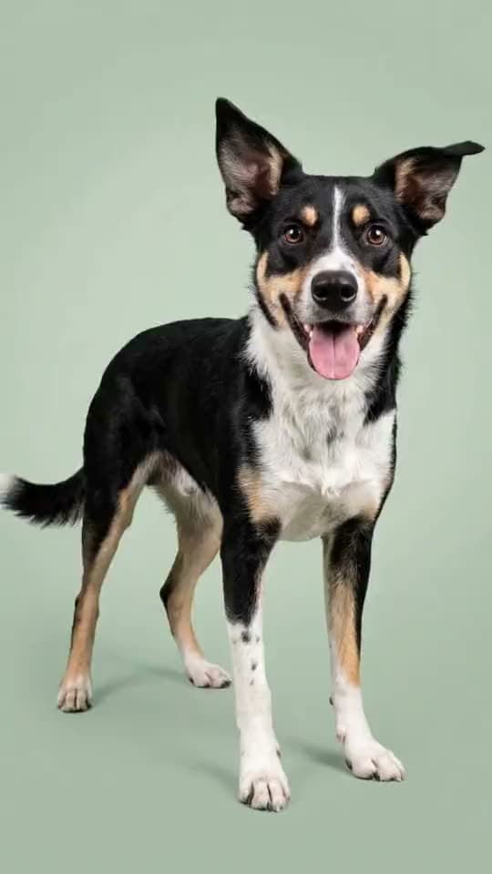 Leo, a digital dog made with Pet Persona: high five