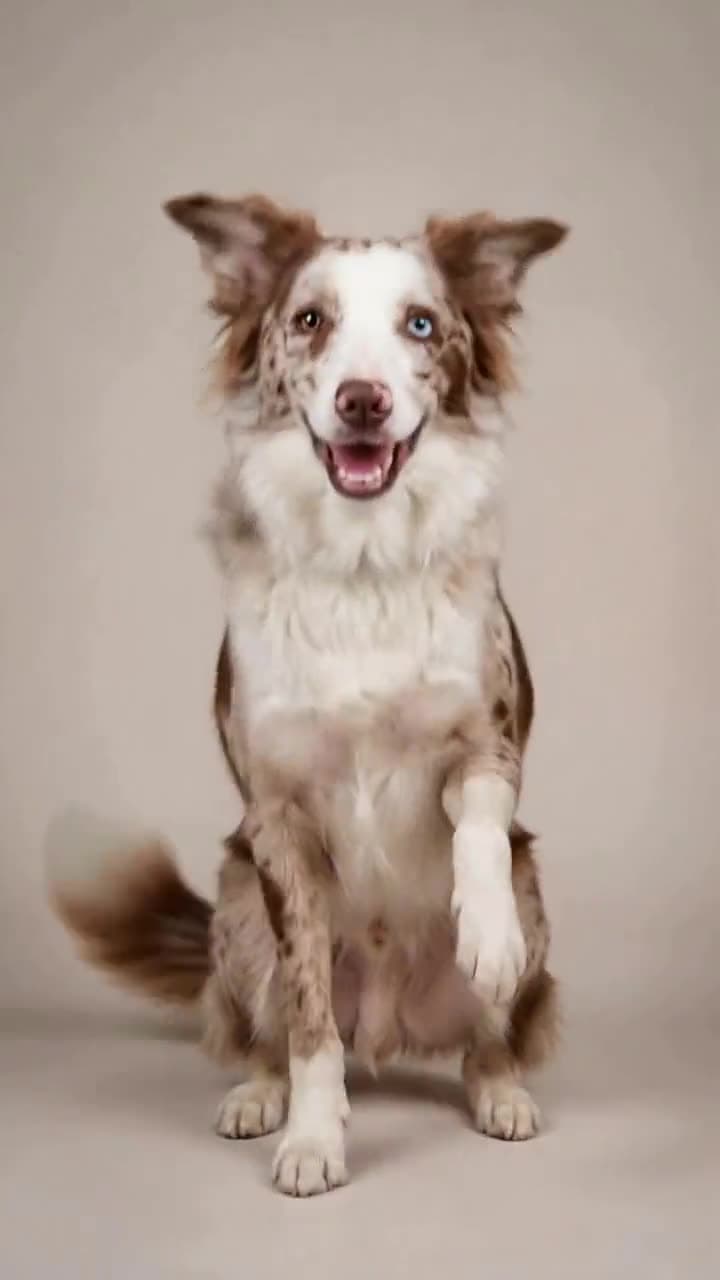 Nova: A digital dog sits grinning with its mouth open, lifts a paw and tilts its head, then springs up wagging its tail and sits again.