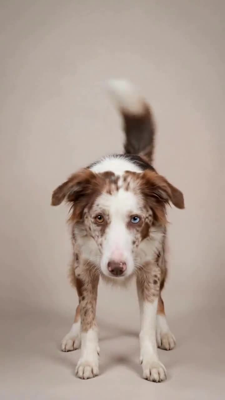 Nova: A digital dog gets up from a sit, dips into a quick play bow and runs a small circle with its tail up, then sits again.