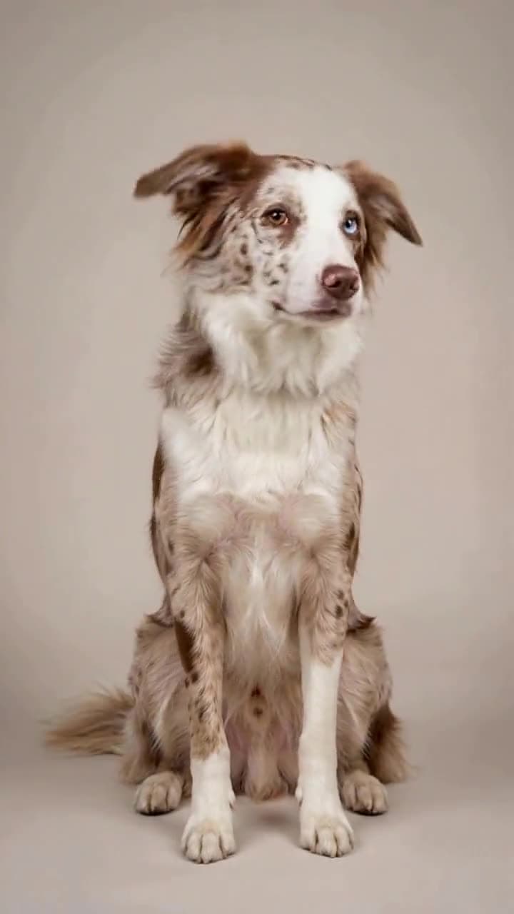 Nova: A digital dog sits upright against a plain studio backdrop and tilts its head, as it does when it shows you its horoscope.